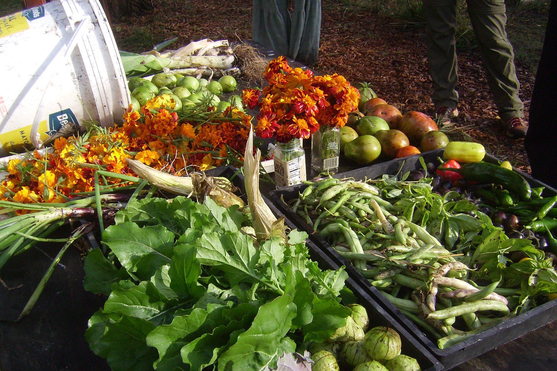 Harvest from garden, including green beans, peppers, lettuce, and flowers.